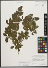 Foto von Salix waldsteiniana Willd.